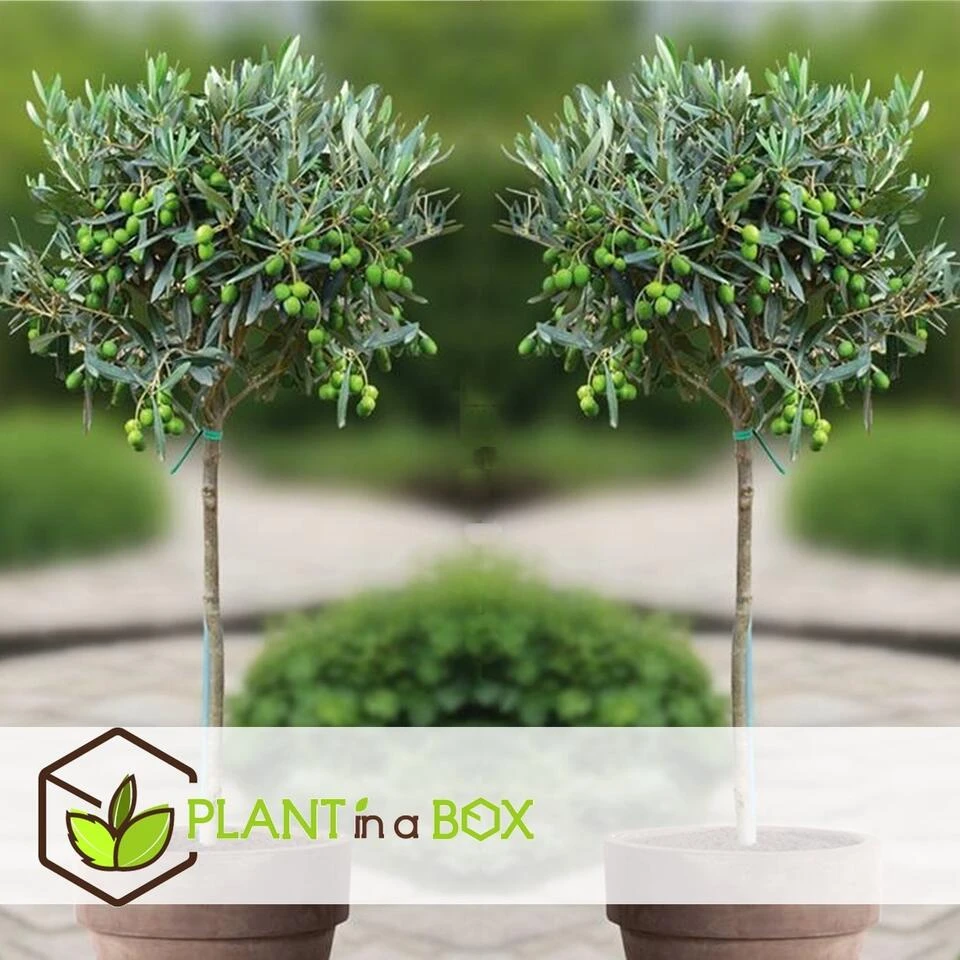 Olea Europaea - Set Van 2 - Olijfboom Op Stam - Pot 21cm - Hoogte 90-100cm 3 Olea Europaea - Set Van 2 - Olijfboom Op Stam - Pot 21cm - Hoogte 90-100cm - Afbeelding 3