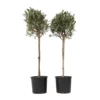 Olea Europaea - Set Van 2 - Olijfboom Op Stam - Pot 21cm - Hoogte 90-100cm