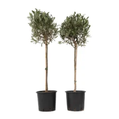 Exporteren Tuin Verge Winkel 10 Olea Europaea - Set Van 2 - Olijfboom Op Stam - Pot 21cm - Hoogte 90-100cm
