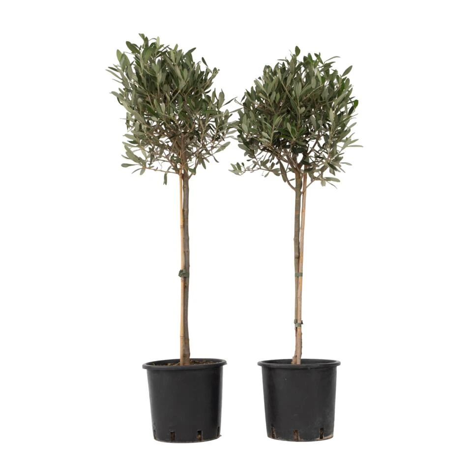 Olea Europaea - Set Van 2 - Olijfboom Op Stam - Pot 21cm - Hoogte 90-100cm 1 Olea Europaea - Set Van 2 - Olijfboom Op Stam - Pot 21cm - Hoogte 90-100cm