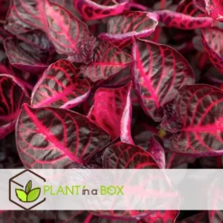 Iresine Herbstii 'Red' - Set Van 2 - Biefstukplant - Pot 13cm - Hoogte 20-30cm -Exporteren Tuin Verge Winkel 1000082004 0104