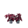 Iresine Herbstii 'Red' - Set Van 2 - Biefstukplant - Pot 13cm - Hoogte 20-30cm