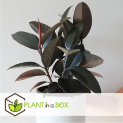 Ficus Elastica Abidjan - 'Rubberboom' - Pot 24cm - Hoogte 80-100cm -Exporteren Tuin Verge Winkel 1000082005 0103