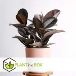 Ficus Elastica Abidjan - 'Rubberboom' - Pot 24cm - Hoogte 80-100cm -Exporteren Tuin Verge Winkel 1000082005 0104