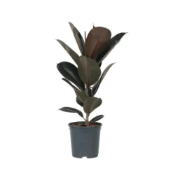 Ficus Elastica Abidjan - 'Rubberboom' - Pot 24cm - Hoogte 80-100cm