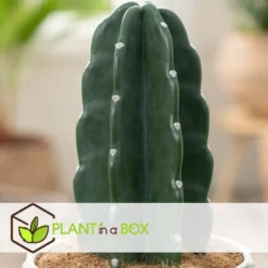 Cereus Jamacaru - Cactus "Cuddly" - Pot 18cm - Hoogte 30-35cm -Exporteren Tuin Verge Winkel 1000082007 0103
