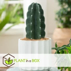 Cereus Jamacaru - Cactus "Cuddly" - Pot 18cm - Hoogte 30-35cm -Exporteren Tuin Verge Winkel 1000082007 0104