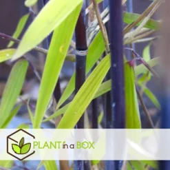 Fargesia Gansu - Set Van 4 - Niet Woekerende Bamboe - Pot 17cm - Hoogte 50-70cm -Exporteren Tuin Verge Winkel 1000082009 0103