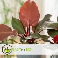 Philodendron Sunlight - Set Van 2 - Pot 12cm - Hoogte 20-30cm -Exporteren Tuin Verge Winkel 1000082012 0103