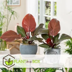 Philodendron Sunlight - Set Van 2 - Pot 12cm - Hoogte 20-30cm -Exporteren Tuin Verge Winkel 1000082012 0104