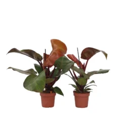Philodendron Sunlight - Set Van 2 - Pot 12cm - Hoogte 20-30cm