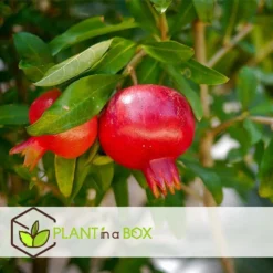 Punica Granatum - Set Van 3 - Granaatappel - Pot 9cm - Hoogte - 25-40cm -Exporteren Tuin Verge Winkel 1000082014 0103