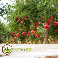 Punica Granatum - Set Van 3 - Granaatappel - Pot 9cm - Hoogte - 25-40cm -Exporteren Tuin Verge Winkel 1000082014 0104