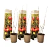 Punica Granatum - Set Van 3 - Granaatappel - Pot 9cm - Hoogte - 25-40cm
