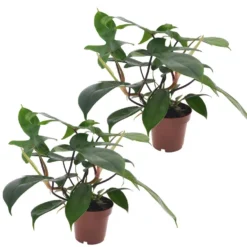 Philodendron Florida Green - Set Van 2 - Pot 12cm - Hoogte 20-30cm