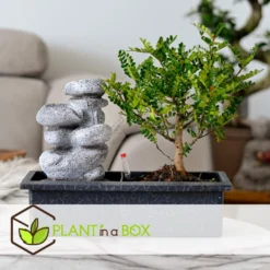 Bonsai Boom Met Easy-care Watersysteem - Set Van 2 - Zen Stenen - Hoogte 25-35cm -Exporteren Tuin Verge Winkel 1000082016 0103