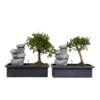 Bonsai Boom Met Easy-care Watersysteem - Set Van 2 - Zen Stenen - Hoogte 25-35cm