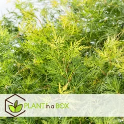 Acer Palmatum 'Emerald Lace' - Japanse Esdoorn - Pot 19cm - Hoogte 60-70cm -Exporteren Tuin Verge Winkel 1000082017 0103