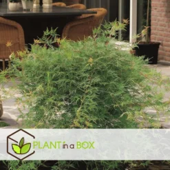 Acer Palmatum 'Emerald Lace' - Japanse Esdoorn - Pot 19cm - Hoogte 60-70cm -Exporteren Tuin Verge Winkel 1000082017 0104