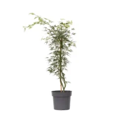 Acer Palmatum 'Emerald Lace' - Japanse Esdoorn - Pot 19cm - Hoogte 60-70cm