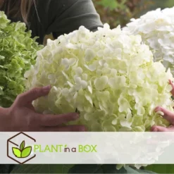 Hydrangea Strong Annabelle - Set Van 3 - Hortensia - Pot 19cm - Hoogte 30-40cm -Exporteren Tuin Verge Winkel 1000082019 0104