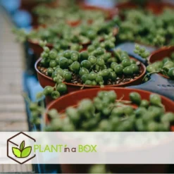 Senecio Rowleyanus 'String Of Pearls' - Pot 12cm - Hoogte 10-20cm -Exporteren Tuin Verge Winkel 1000082020 0104