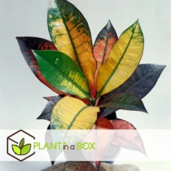 Codiaeum Variegatum - Codiaeum Iceton - Pot 31cm - Hoogte 140-150cm -Exporteren Tuin Verge Winkel 1000082029 0103