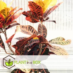 Codiaeum Variegatum - Codiaeum Iceton - Pot 31cm - Hoogte 140-150cm -Exporteren Tuin Verge Winkel 1000082029 0105