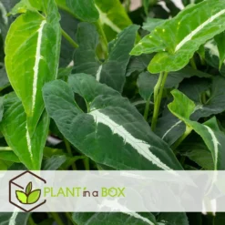 Syngonium Wendlandii - Set Van 2 - Pot 12cm - Hoogte 20-30cm -Exporteren Tuin Verge Winkel 1000082030 0104