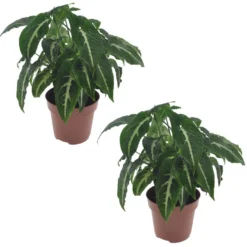 Syngonium Wendlandii - Set Van 2 - Pot 12cm - Hoogte 20-30cm