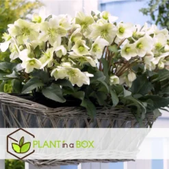 Helleborus Mont Blanc - Set Van 6 - Tuinplanten - Pot 12cm - Hoogte 20-30cm -Exporteren Tuin Verge Winkel 1000082031 0104