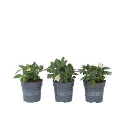 Helleborus Mont Blanc - Set Van 6 - Tuinplanten - Pot 12cm - Hoogte 20-30cm
