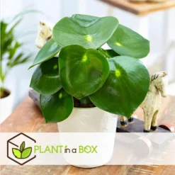 Peperomia Raindrop - Set Van 2 - Pot 12cm - Hoogte 20-30cm -Exporteren Tuin Verge Winkel 1000082034 0103