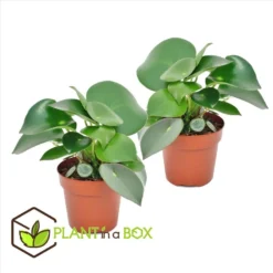 Peperomia Raindrop - Set Van 2 - Pot 12cm - Hoogte 20-30cm -Exporteren Tuin Verge Winkel 1000082034 0105