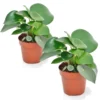 Peperomia Raindrop - Set Van 2 - Pot 12cm - Hoogte 20-30cm
