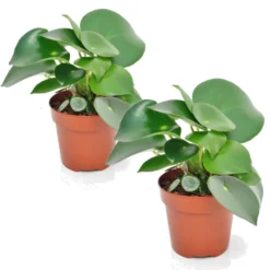 Peperomia Raindrop - Set Van 2 - Pot 12cm - Hoogte 20-30cm