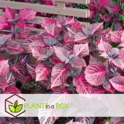 Iresine Herbstii 'Red' - Biefstukplant - Pot 13cm - Hoogte 20-30cm -Exporteren Tuin Verge Winkel 1000082035 0103