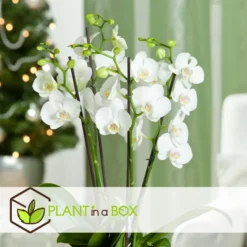 Phalaenopsis Multiflora - Orchidee Wit - Pot 12cm - Hoogte 35-45cm -Exporteren Tuin Verge Winkel 1000082037 0103