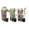 Magnolia - Mix Van 3 - Susan, Soulangeana, Stellata - Pot 9cm - Hoogte 25-40cm