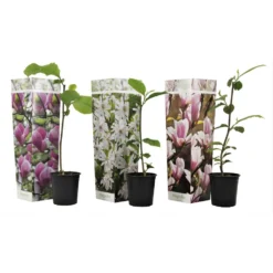 Magnolia - Mix Van 3 - Susan, Soulangeana, Stellata - Pot 9cm - Hoogte 25-40cm