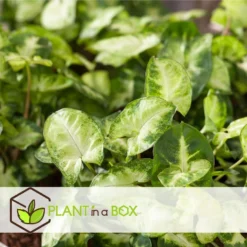 Syngonium 'Pixie' - Set Van 2 - Pijlpuntplant - Pot 12cm - Hoogte 25-40cm -Exporteren Tuin Verge Winkel 1000082039 0104