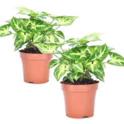 Syngonium 'Pixie' - Set Van 2 - Pijlpuntplant - Pot 12cm - Hoogte 25-40cm