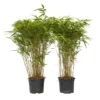Fargesia Gansu - Set Van 6 - Niet Woekerende Bamboe - Pot 17cm - Hoogte 50-70cm