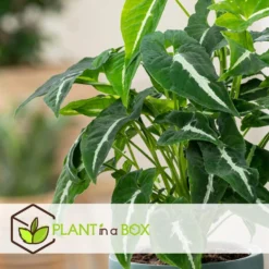 Syngonium Wendlandii - Pot 12cm - Hoogte 20-30cm -Exporteren Tuin Verge Winkel 1000082042 0104