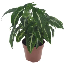 Syngonium Wendlandii - Pot 12cm - Hoogte 20-30cm