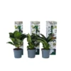 Hortensia Teller - Set Van 6 - Wit - Tuinhortensia - Pot 9cm - Hoogte 25-40cm