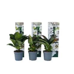 Hortensia Teller - Set Van 6 - Wit - Tuinhortensia - Pot 9cm - Hoogte 25-40cm