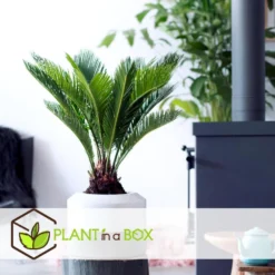 Cycas Revoluta - Varenpalm - Pot 15cm - Hoogte 45-60cm -Exporteren Tuin Verge Winkel 1000082045 0103