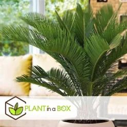 Cycas Revoluta - Varenpalm - Pot 15cm - Hoogte 45-60cm -Exporteren Tuin Verge Winkel 1000082045 0104