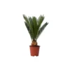 Cycas Revoluta - Varenpalm - Pot 15cm - Hoogte 45-60cm